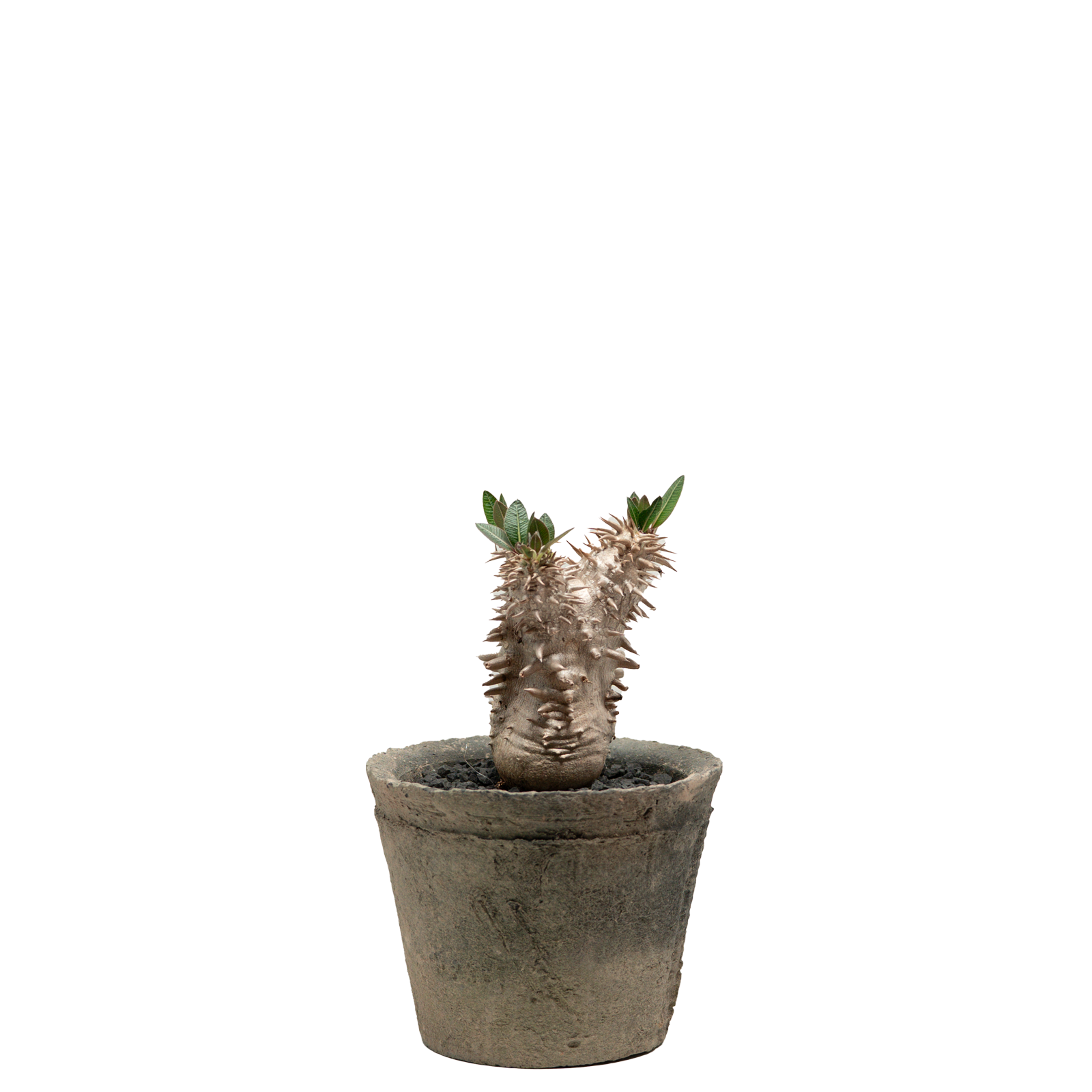 pachypodium brevicaule x densiflorum