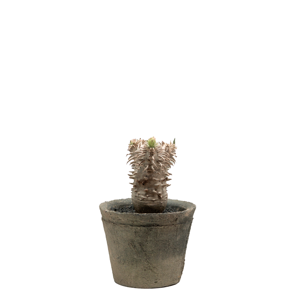 pachypodium brevicaule x densiflorum