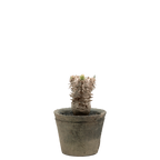 pachypodium brevicaule x densiflorum