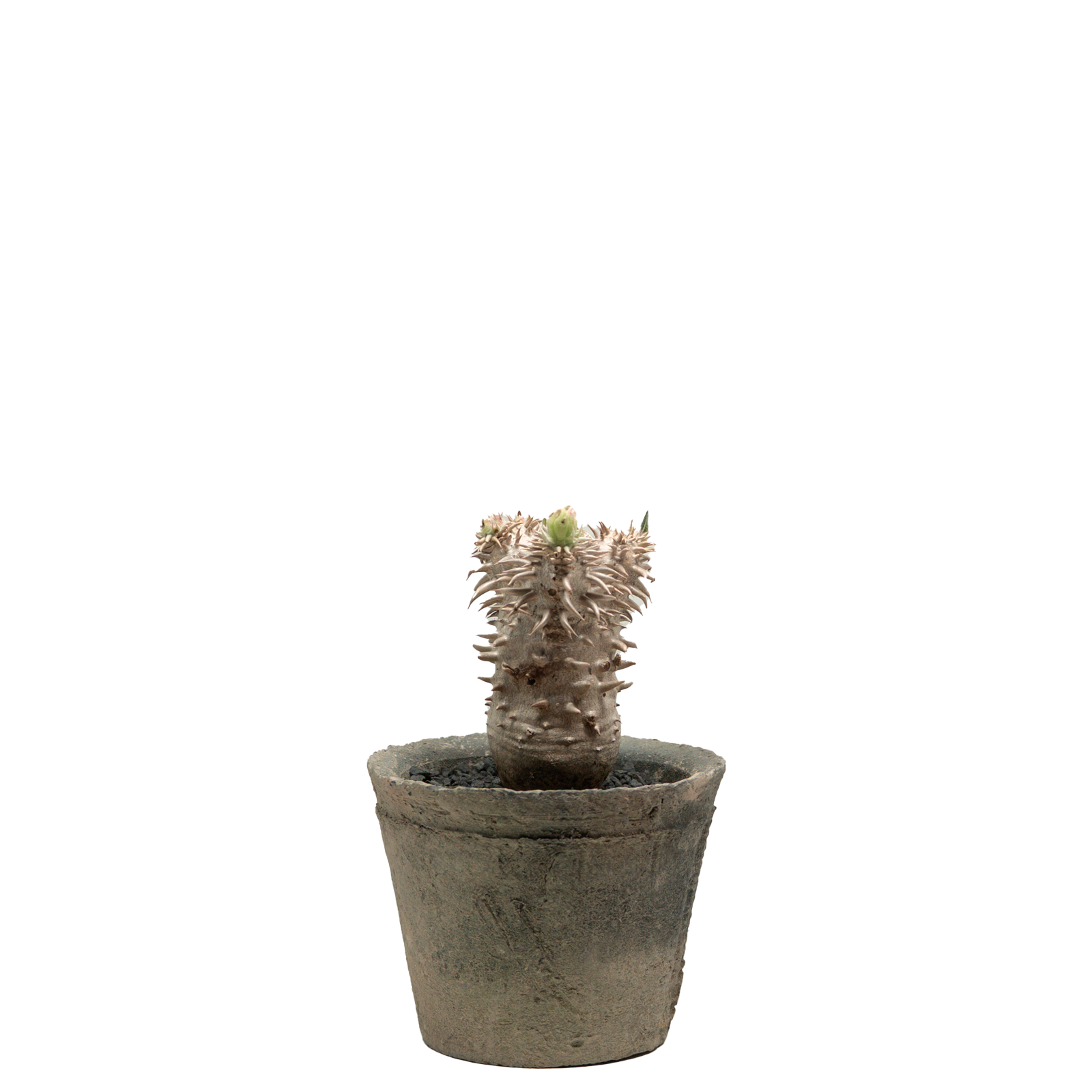 pachypodium brevicaule x densiflorum