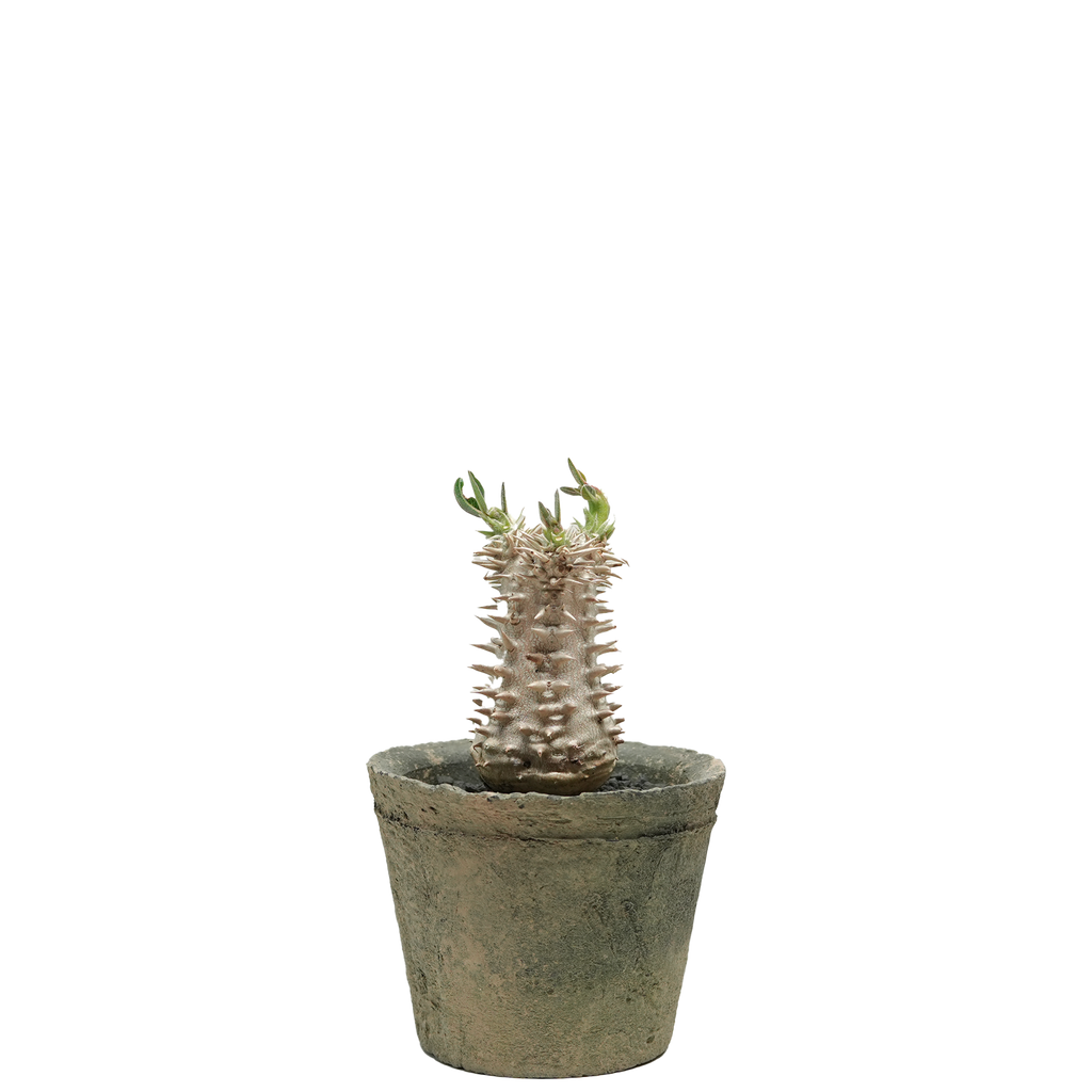 pachypodium brevicaule x densiflorum