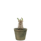 pachypodium brevicaule x densiflorum
