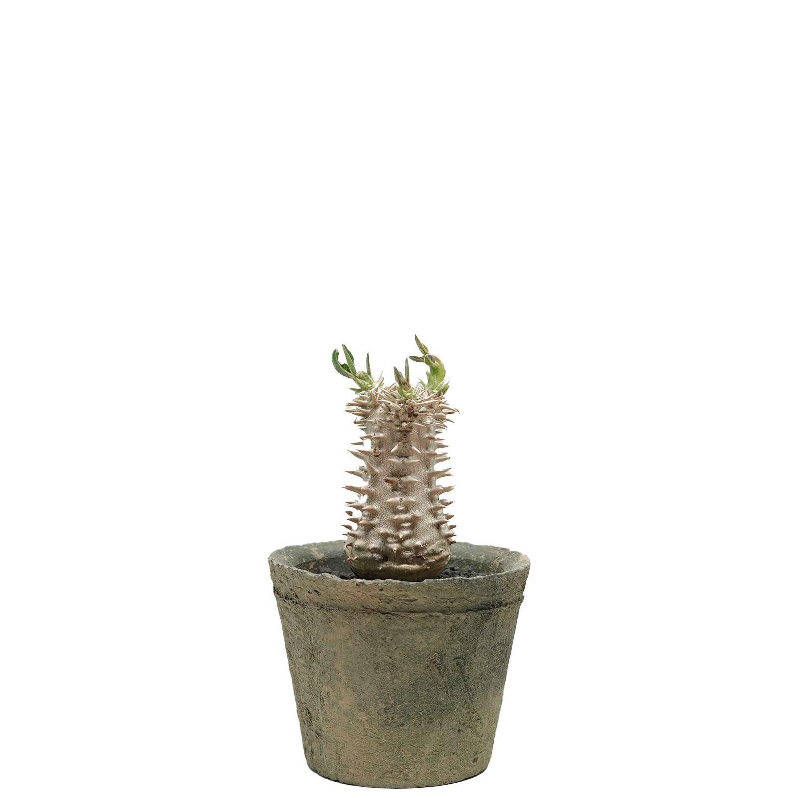 pachypodium brevicaule x densiflorum