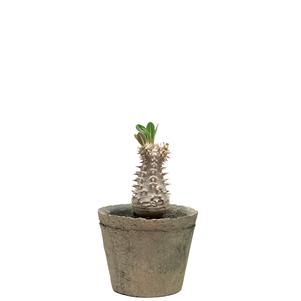 pachypodium brevicaule x densiflorum