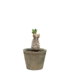 pachypodium brevicaule x densiflorum