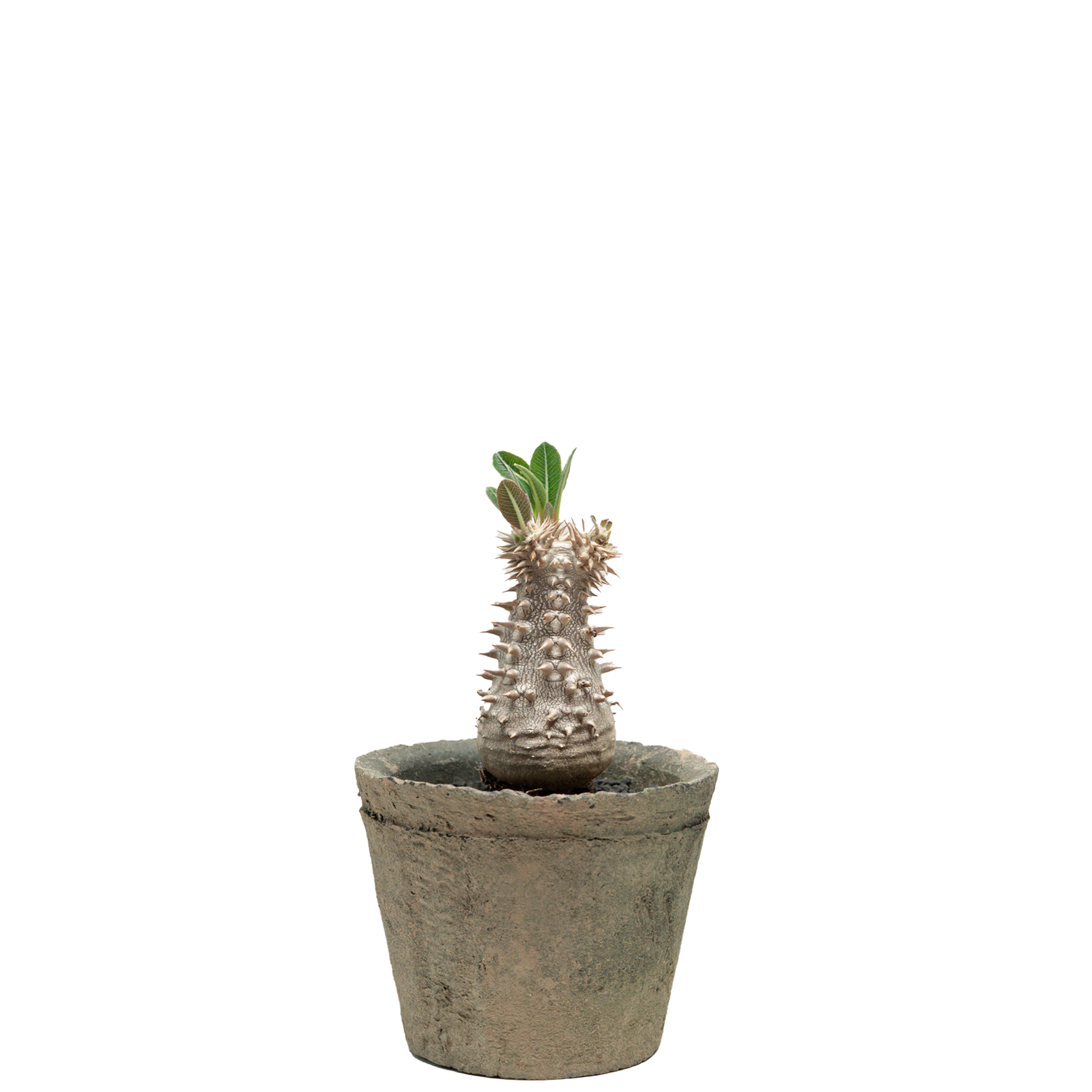 pachypodium brevicaule x densiflorum