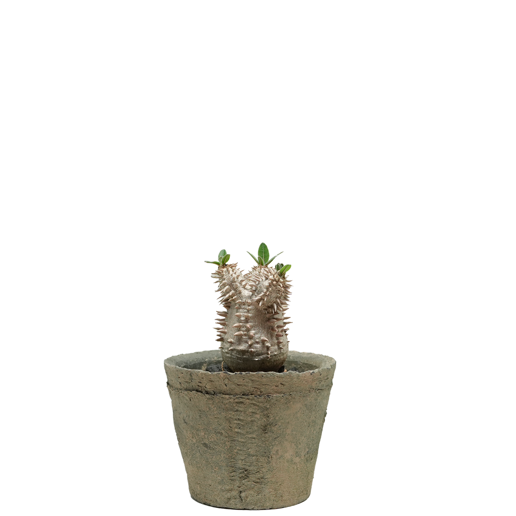 pachypodium brevicaule x densiflorum