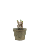 pachypodium brevicaule x densiflorum