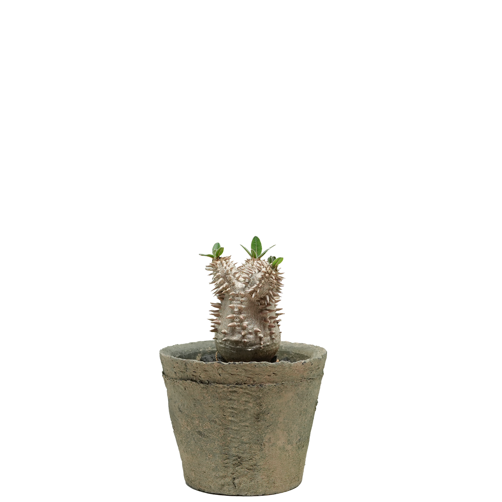 pachypodium brevicaule x densiflorum