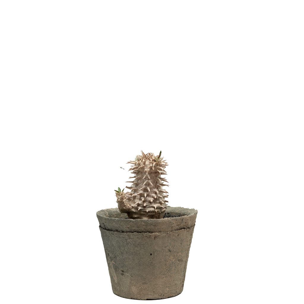 pachypodium brevicaule x densiflorum