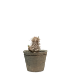 pachypodium brevicaule x densiflorum