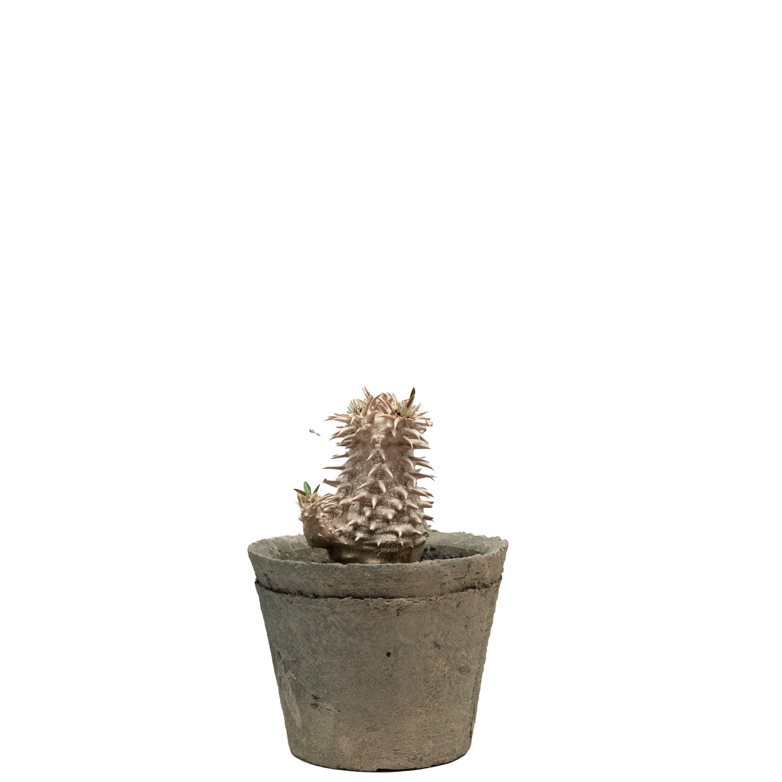 pachypodium brevicaule x densiflorum