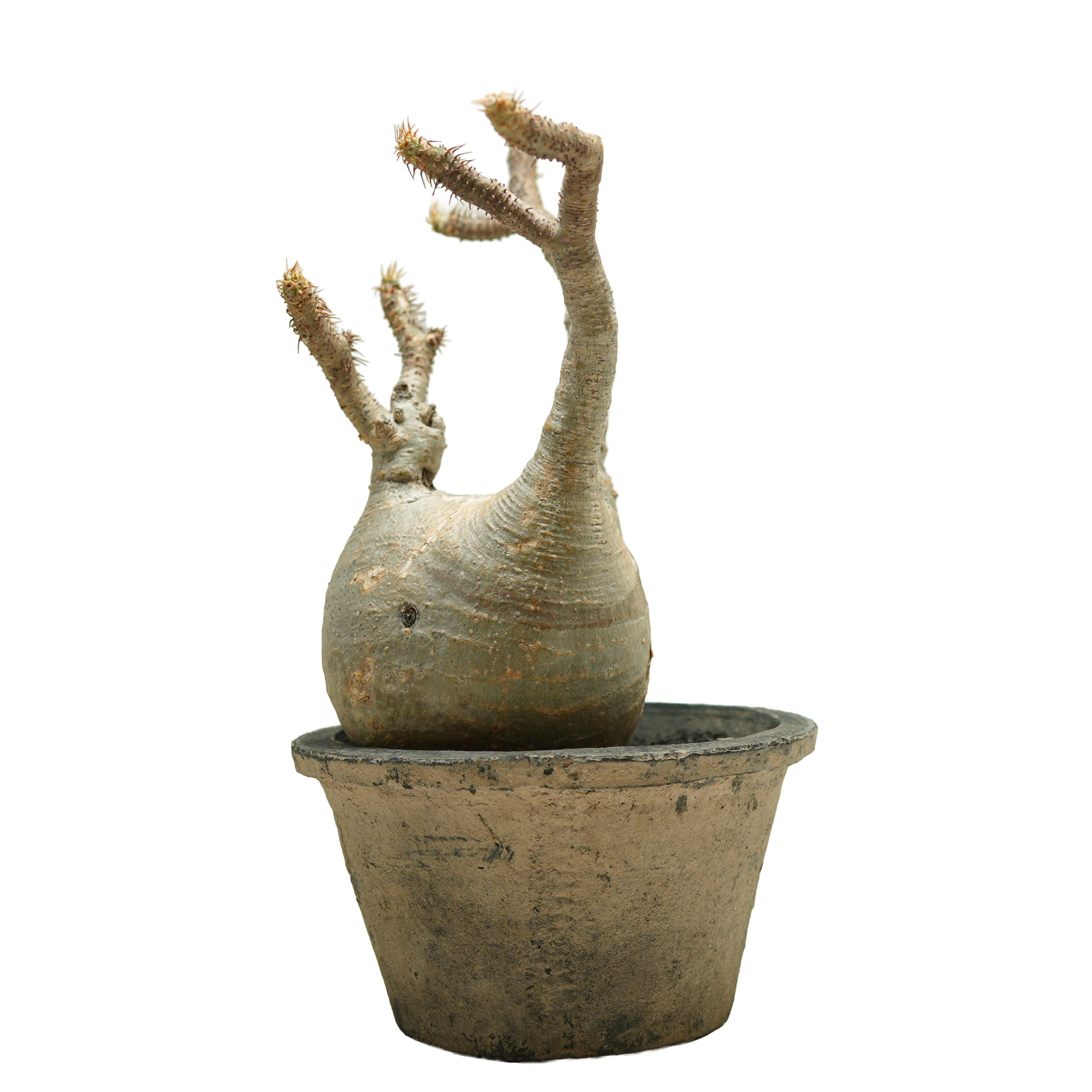 pachypodium gracilius • ⑦