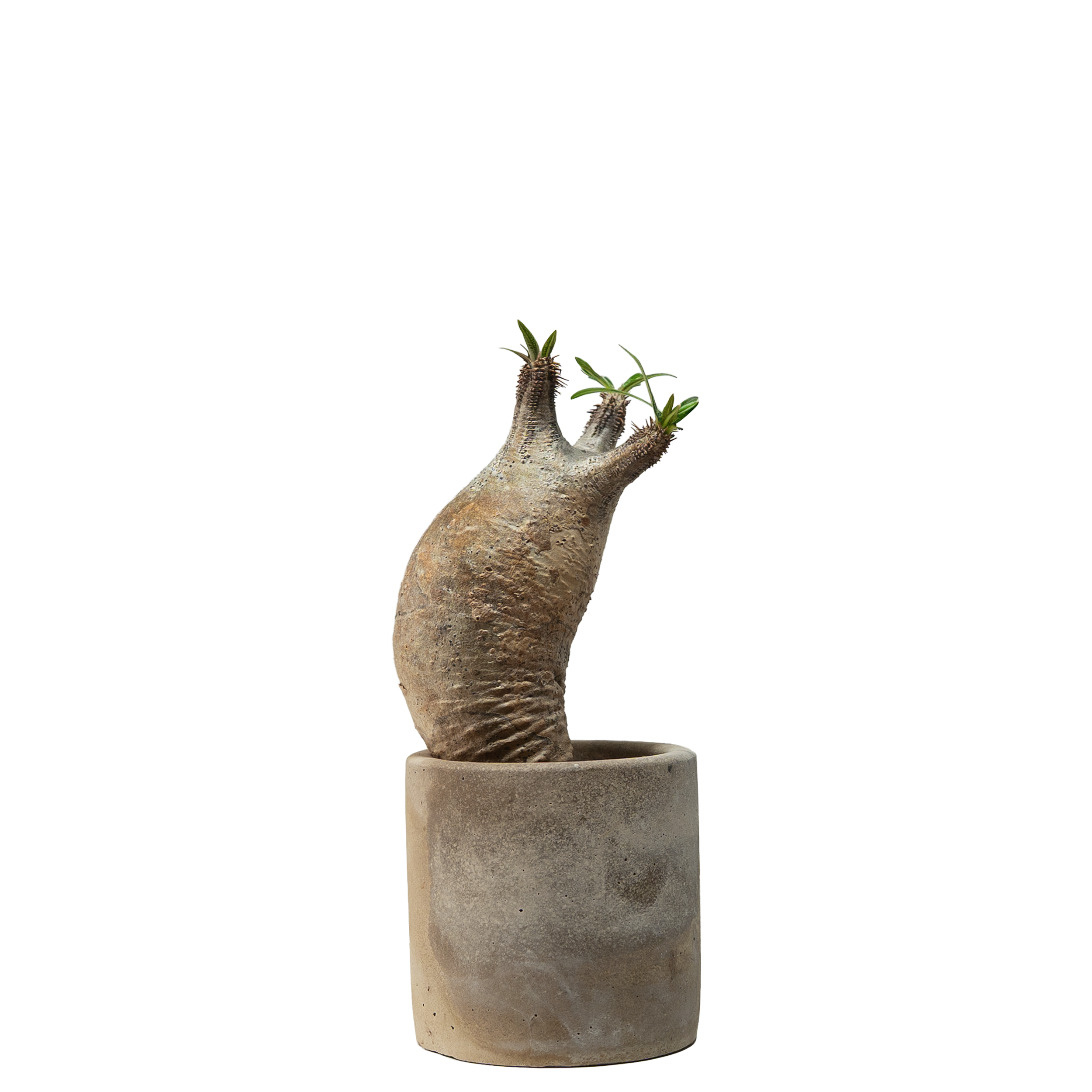 pachypodium gracilius • ④