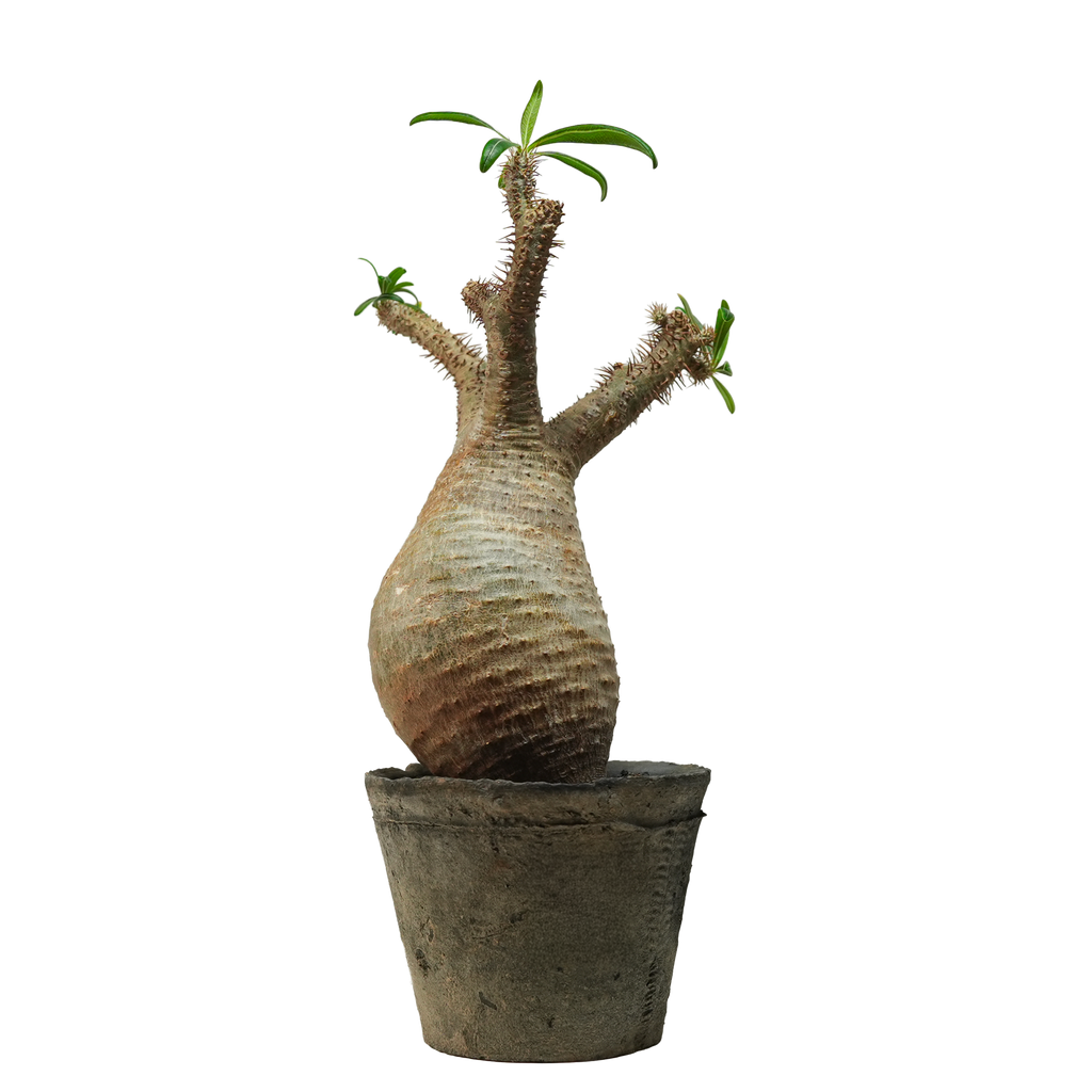 pachypodium gracilius • ⑤