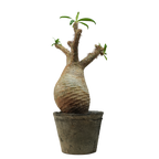 pachypodium gracilius • ⑤