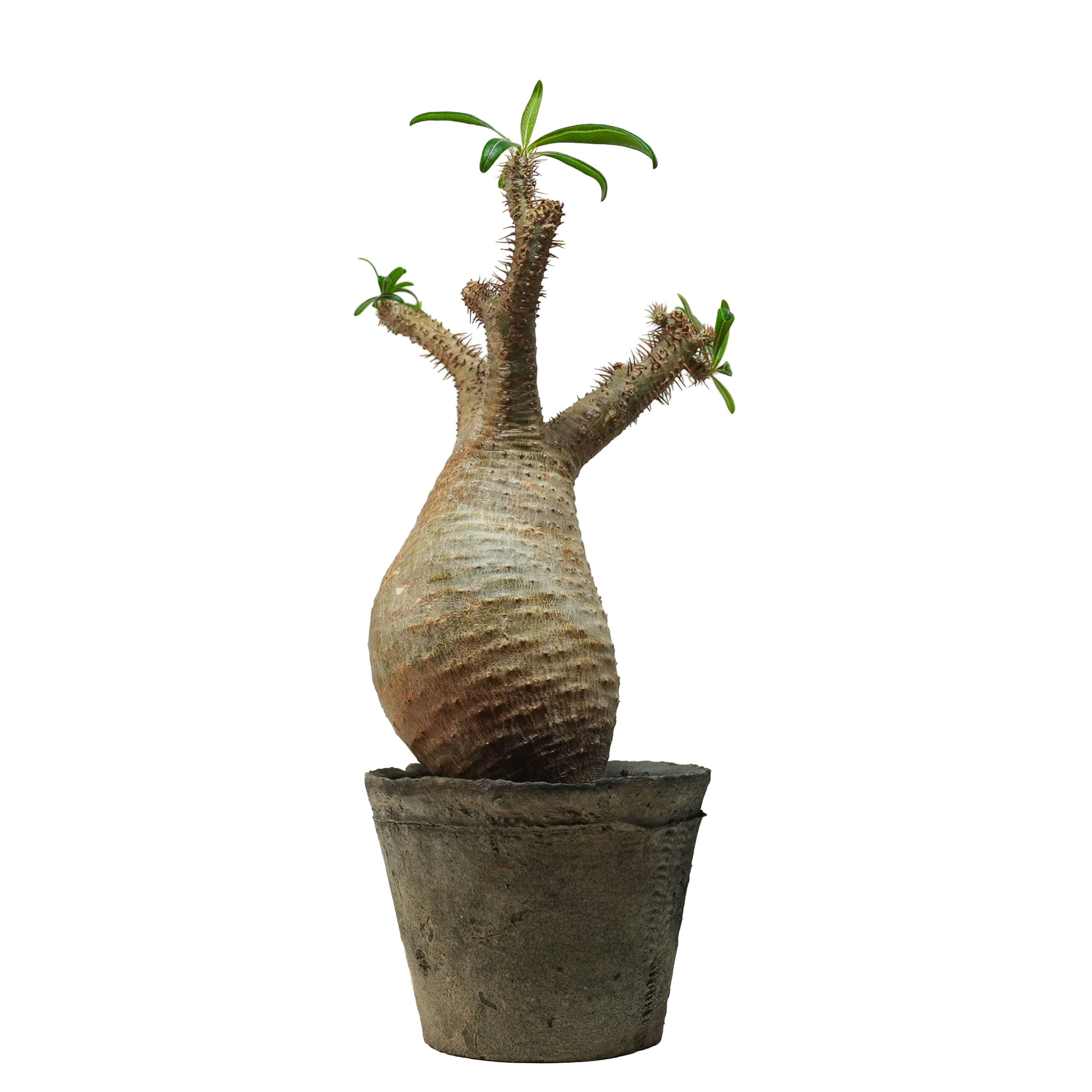 pachypodium gracilius • ⑤
