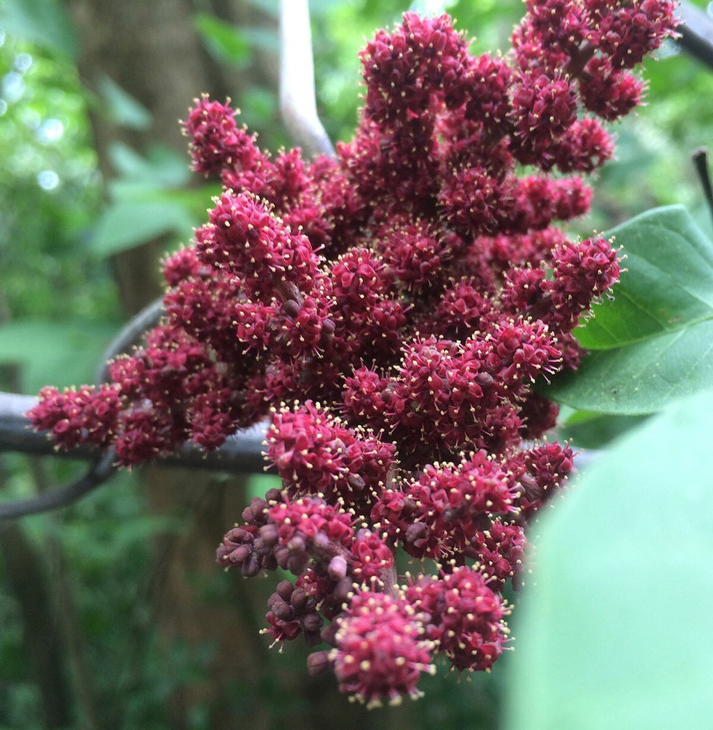 ampelocissus martini (wild grape)