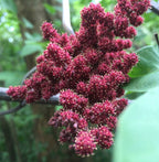ampelocissus martini (wild grape)