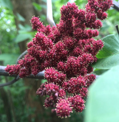 ampelocissus martini (wild grape)