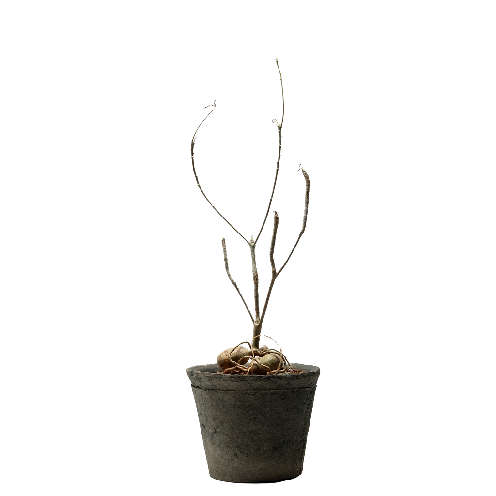 euphorbia hedyotoides  • ⓜ