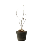 euphorbia hedyotoides  • ⓜ
