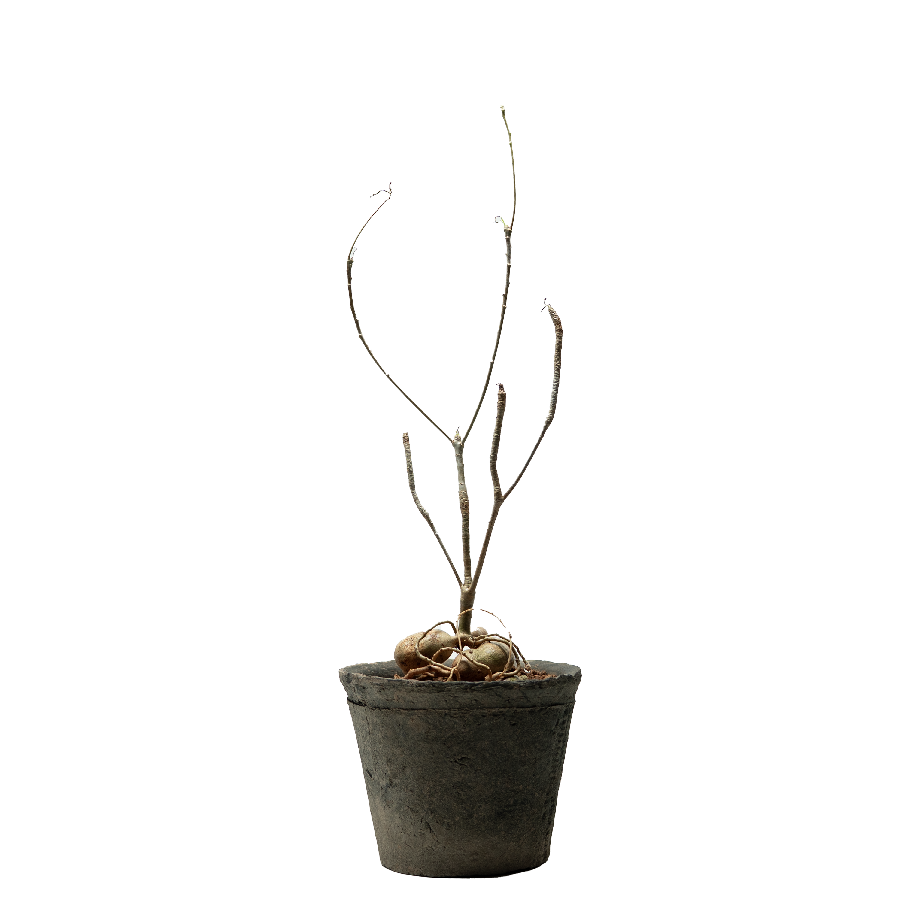 euphorbia hedyotoides  • ⓜ