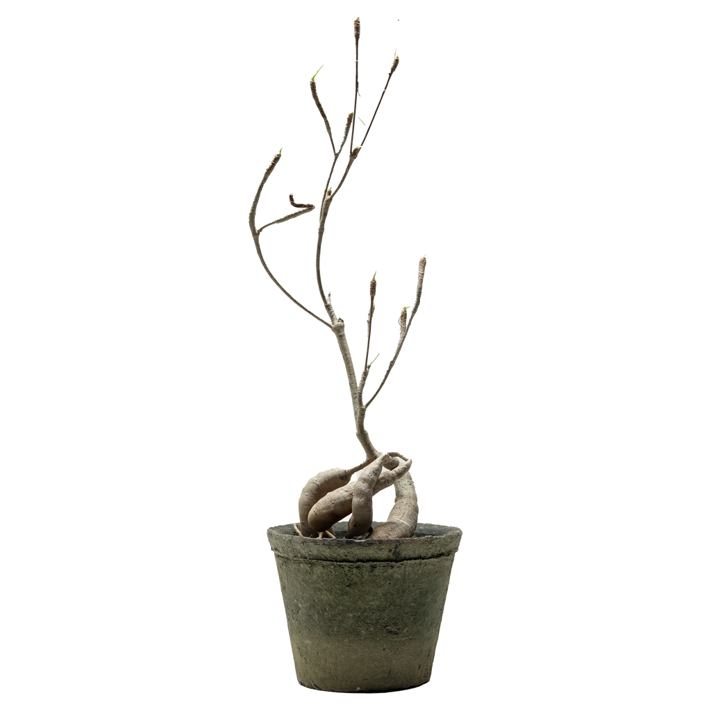 euphorbia hedyotoides  • ⓜ