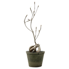 euphorbia hedyotoides  • ⓜ