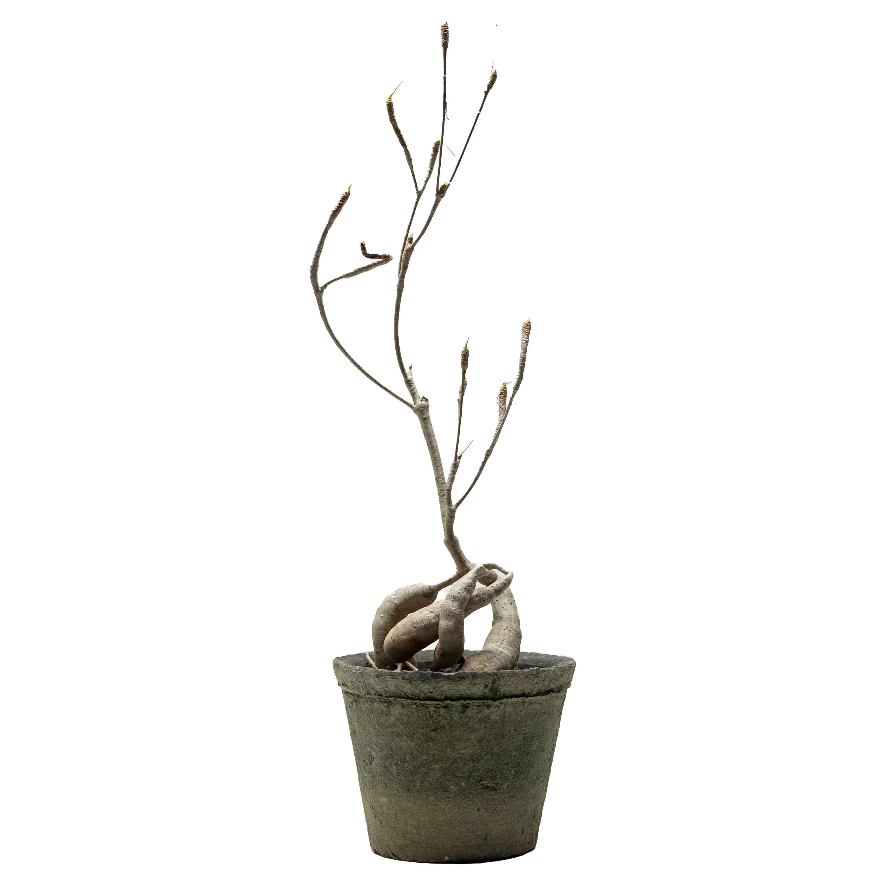 euphorbia hedyotoides  • ⓜ