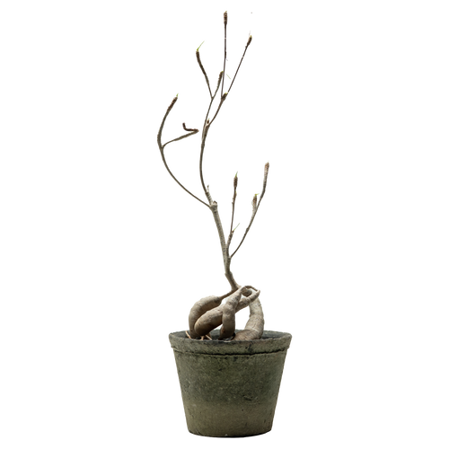 euphorbia hedyotoides  • ⓜ