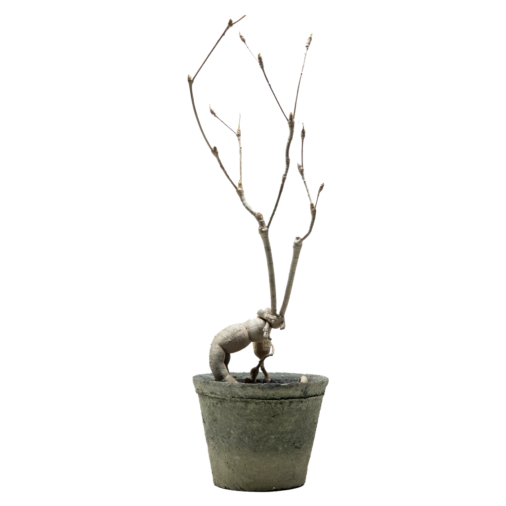 euphorbia hedyotoides  • ⓜ