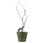 euphorbia hedyotoides  • ⓜ