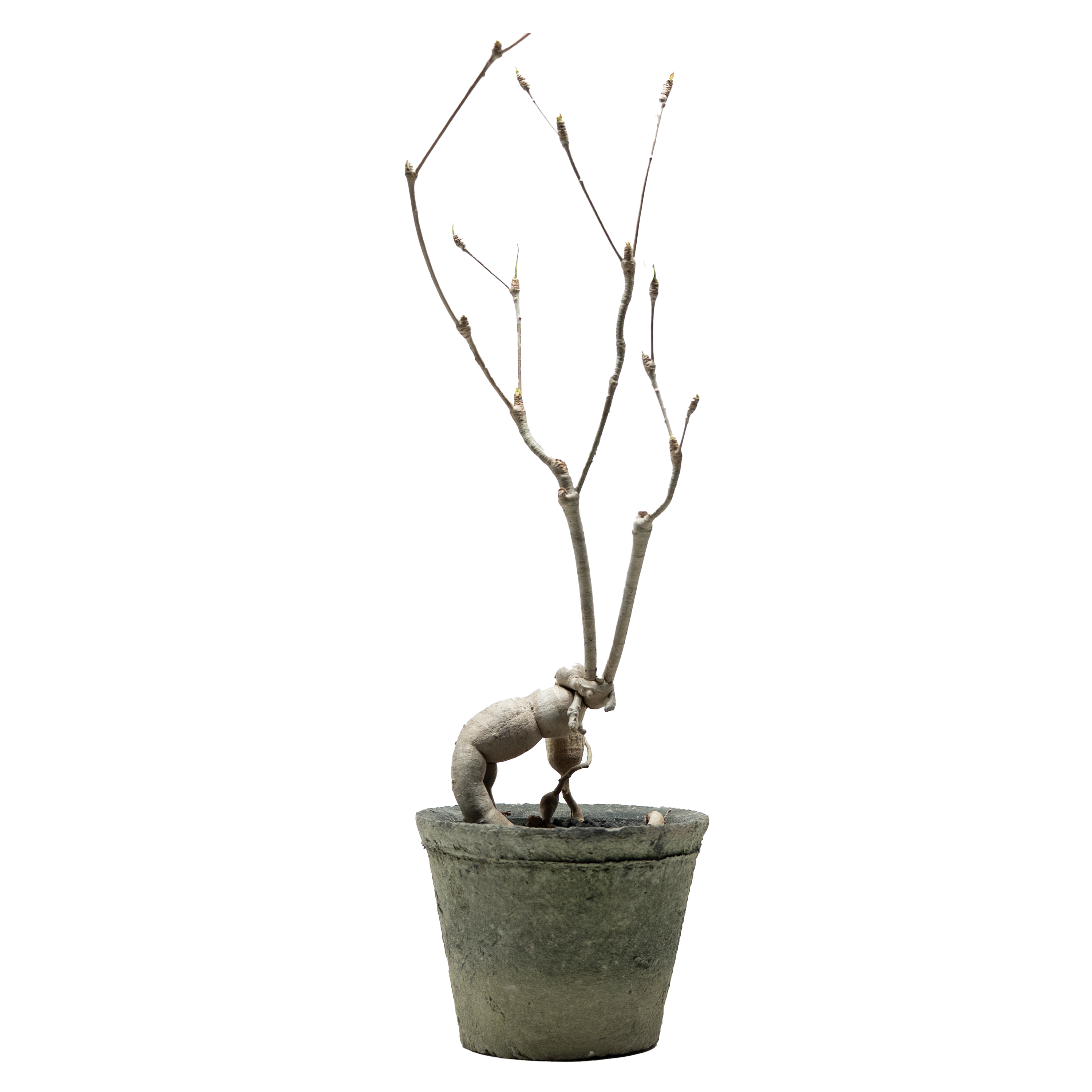 euphorbia hedyotoides  • ⓜ