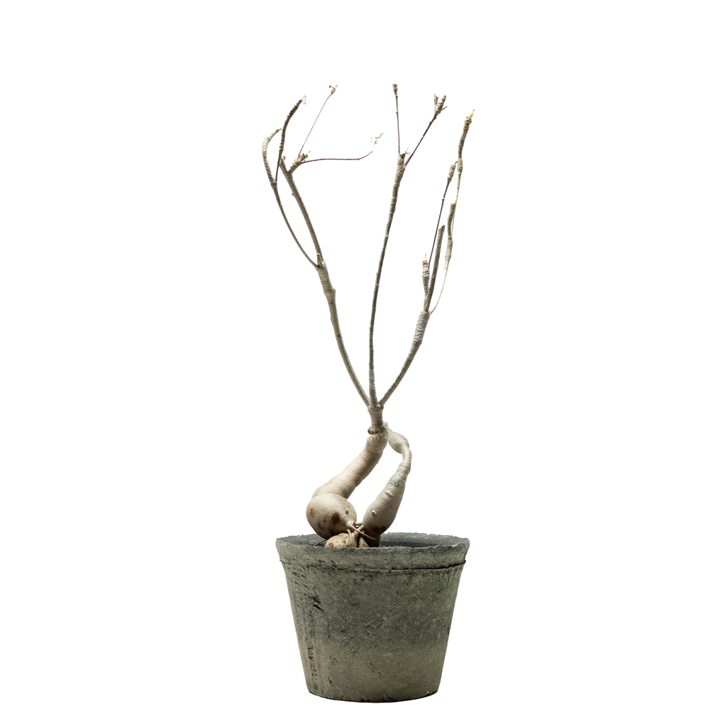 euphorbia hedyotoides  • ⓜ