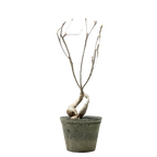 euphorbia hedyotoides  • ⓜ