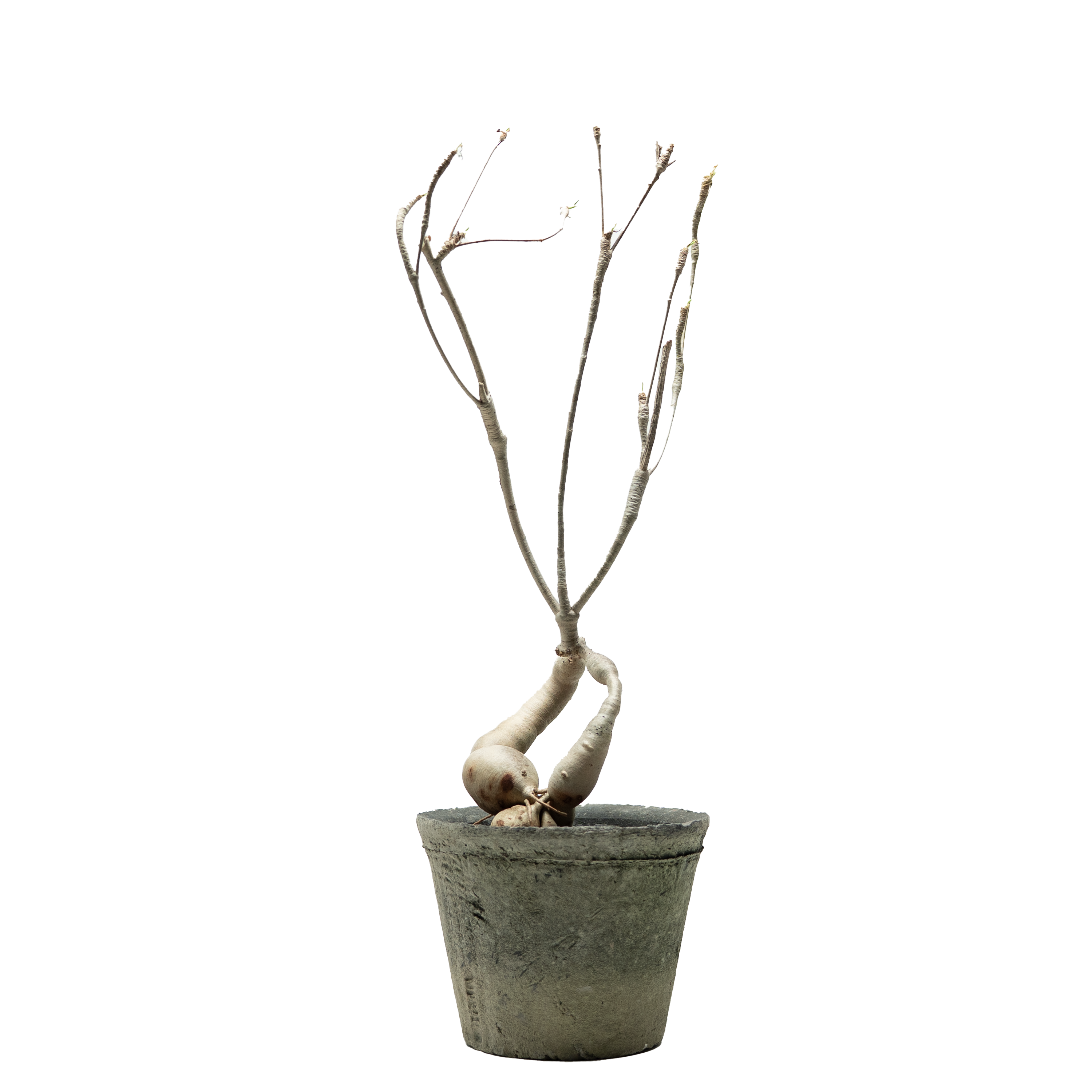 euphorbia hedyotoides  • ⓜ