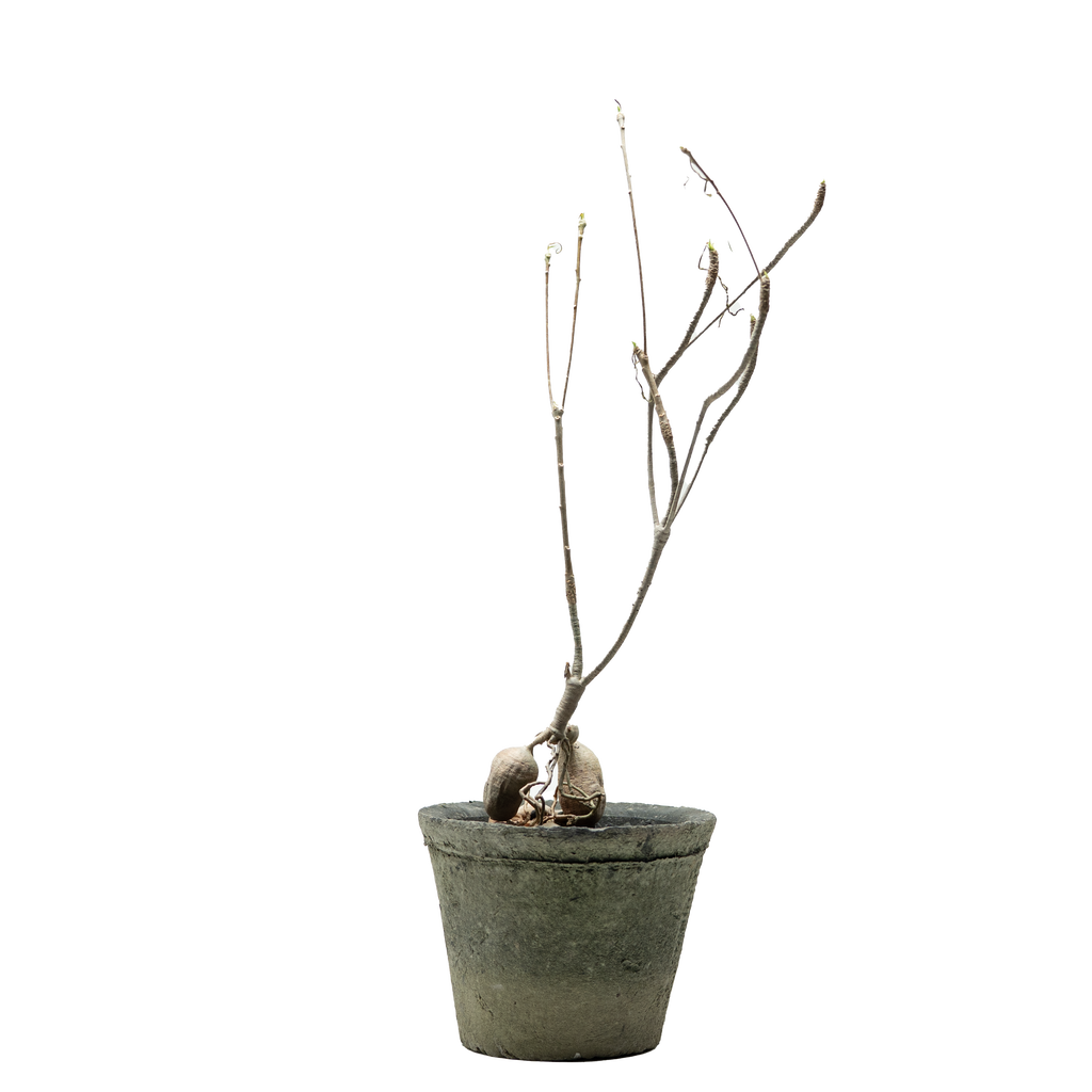 euphorbia hedyotoides  • ⓜ