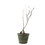 euphorbia hedyotoides  • ⓜ