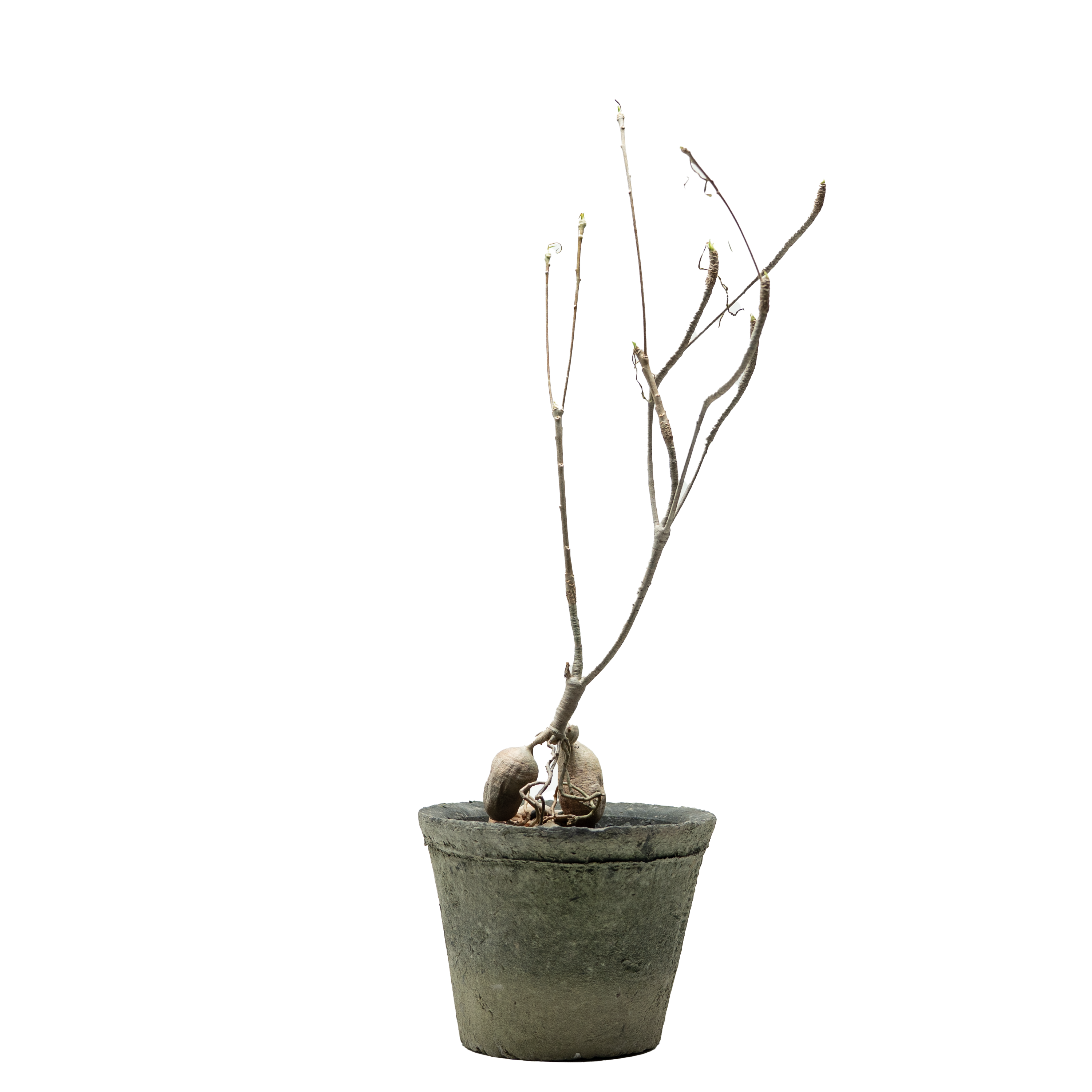 euphorbia hedyotoides  • ⓜ