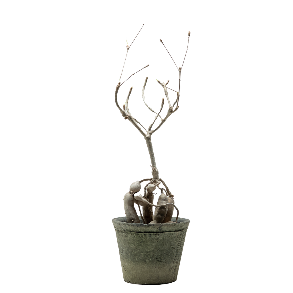 euphorbia hedyotoides  • ⓜ