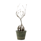 euphorbia hedyotoides  • ⓜ