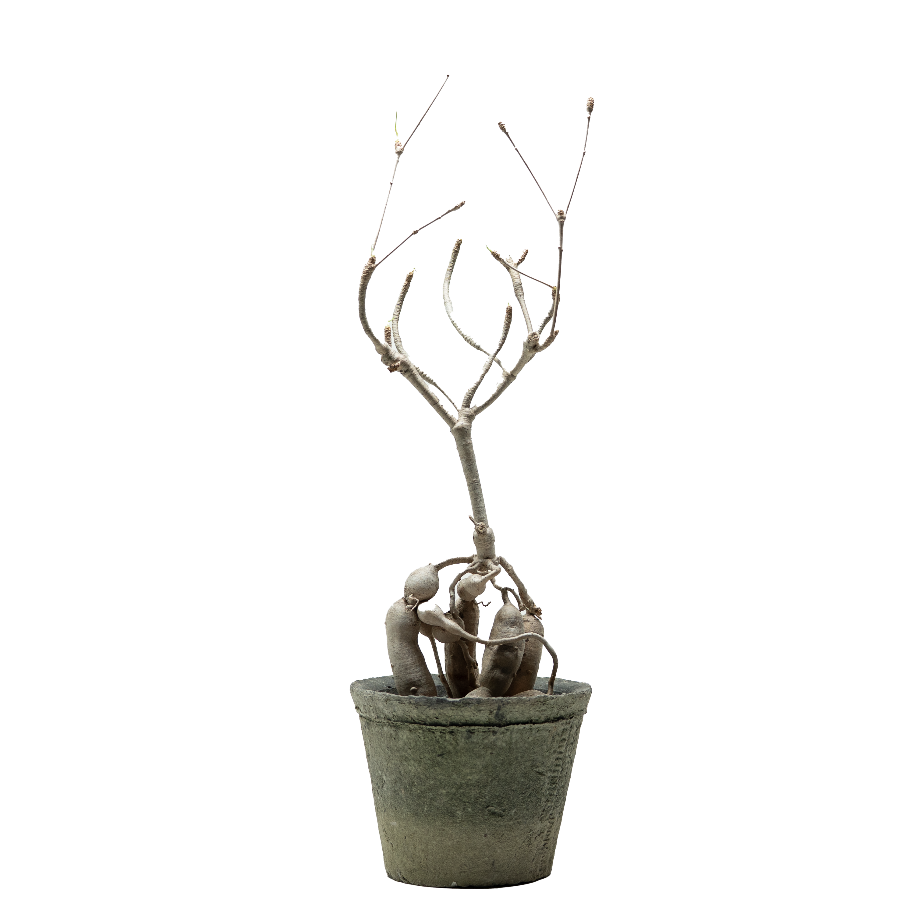 euphorbia hedyotoides  • ⓜ