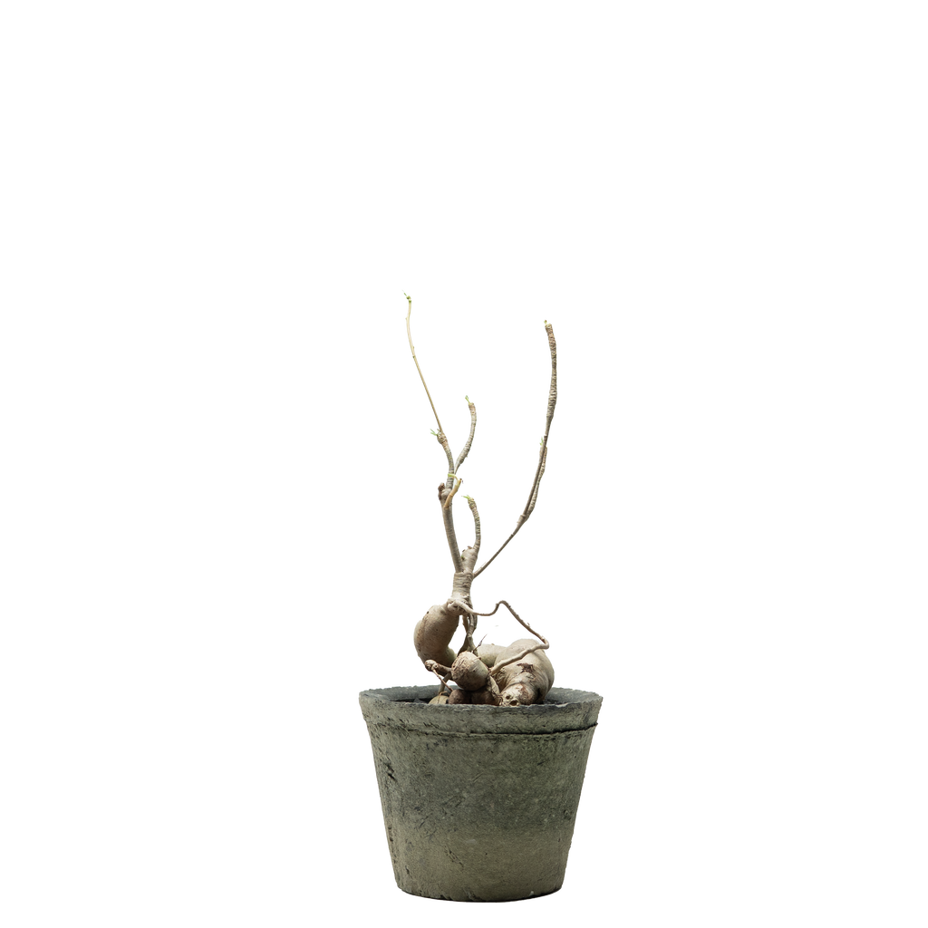 euphorbia hedyotoides  • ⓜ