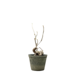 euphorbia hedyotoides  • ⓜ