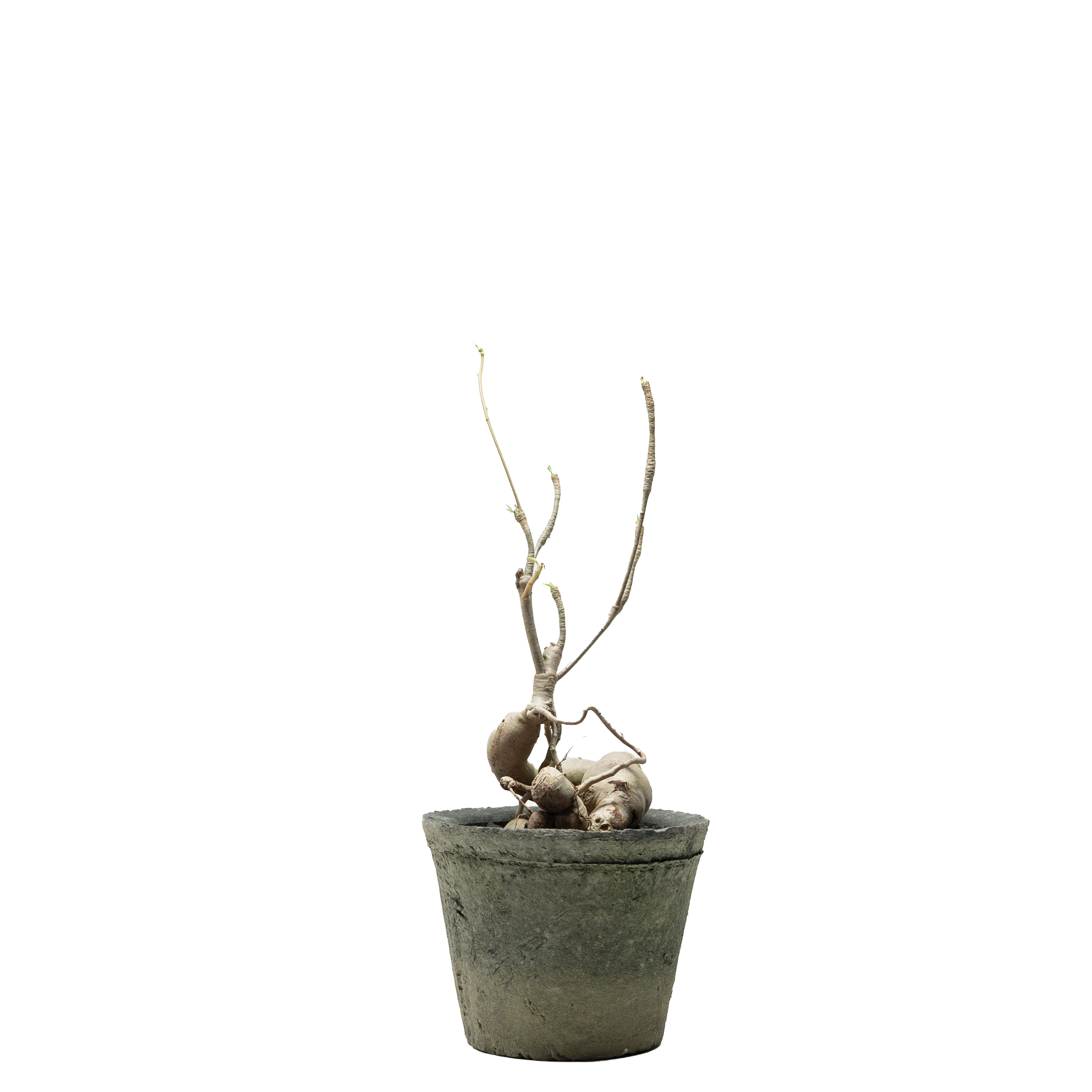 euphorbia hedyotoides  • ⓜ