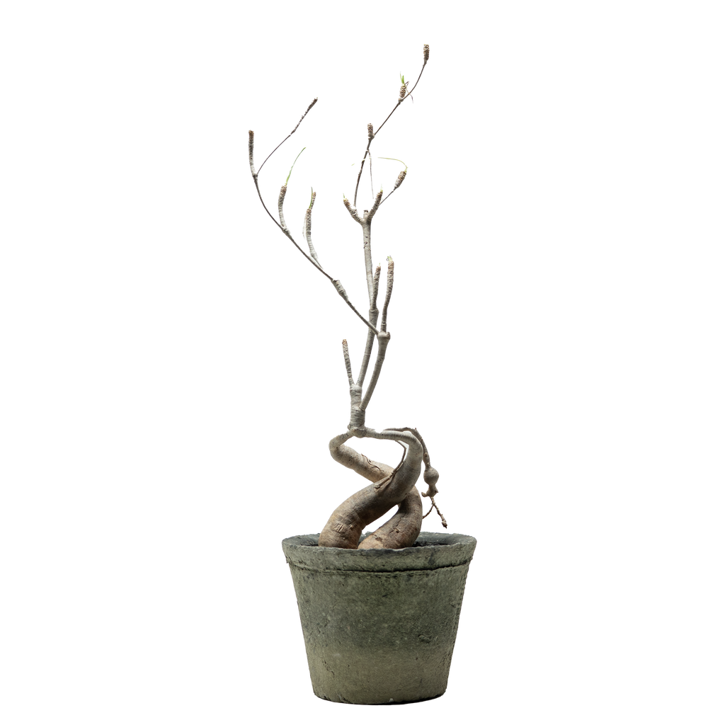 euphorbia hedyotoides  • ⓜ