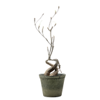 euphorbia hedyotoides  • ⓜ