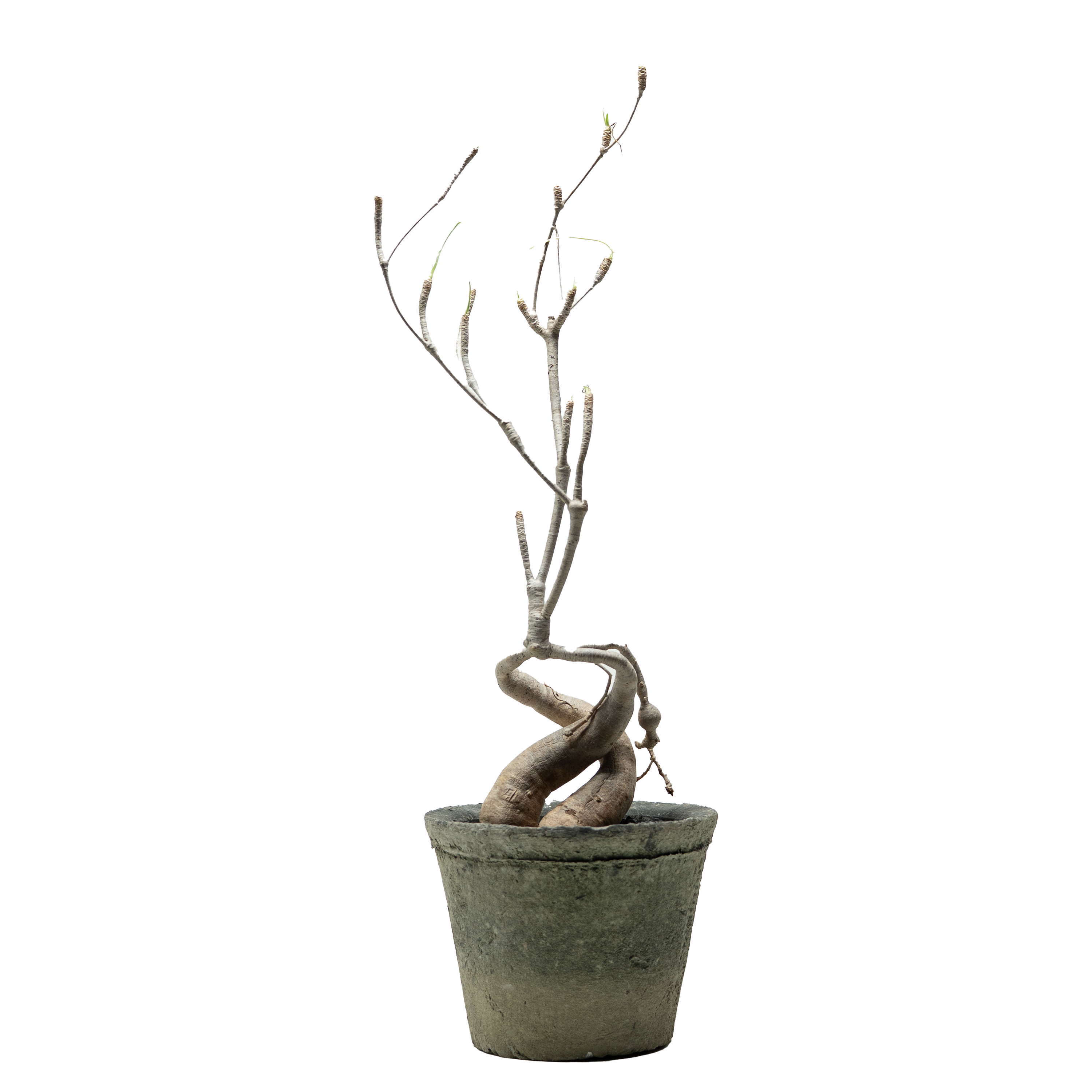 euphorbia hedyotoides  • ⓜ