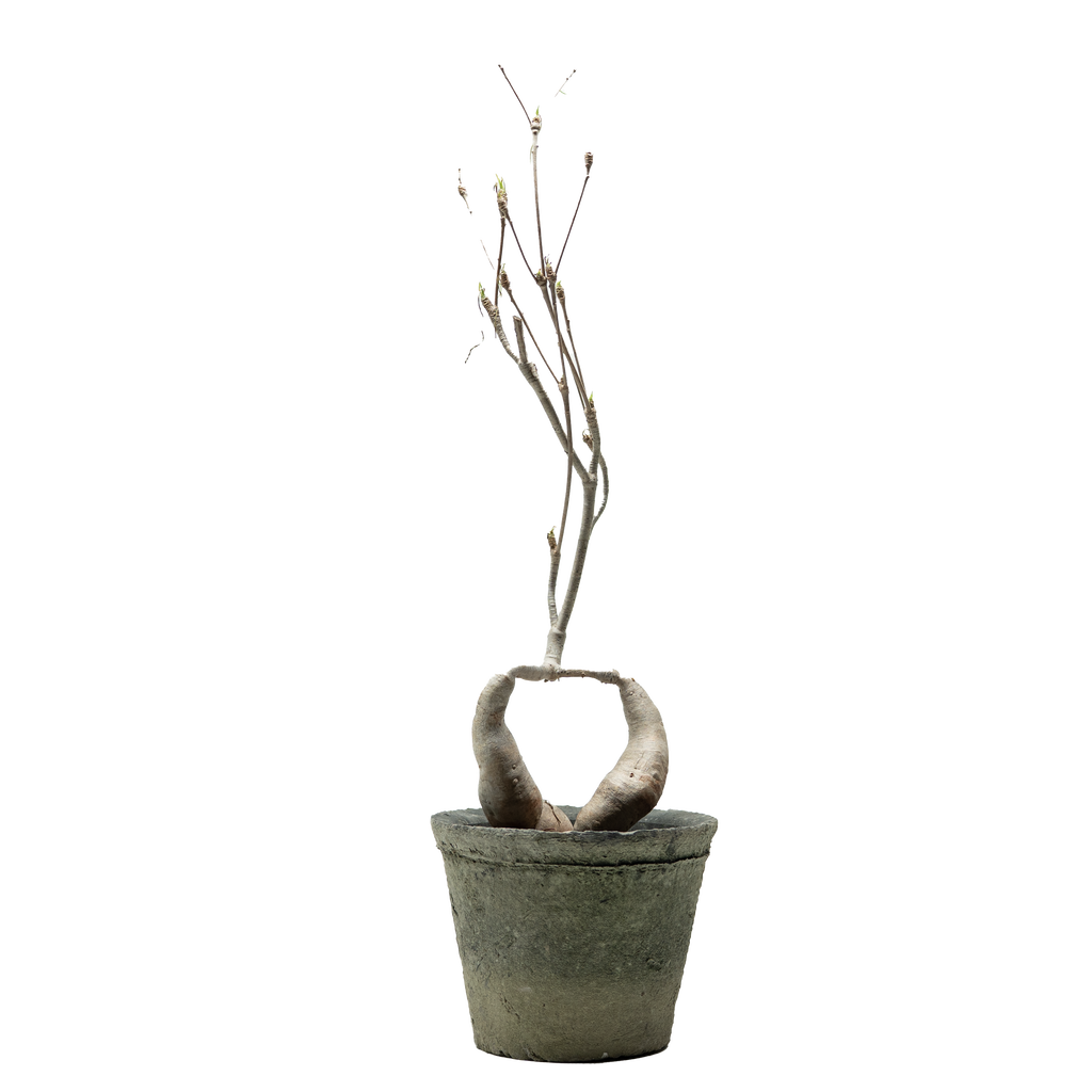 euphorbia hedyotoides  • ⓜ